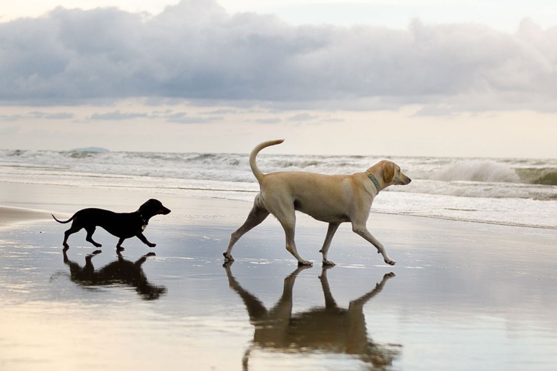 Two dogs, a small black one and a large brown one, run across the wet sand of a beach, with waves reflected in the water and a cloudy sky in the background.