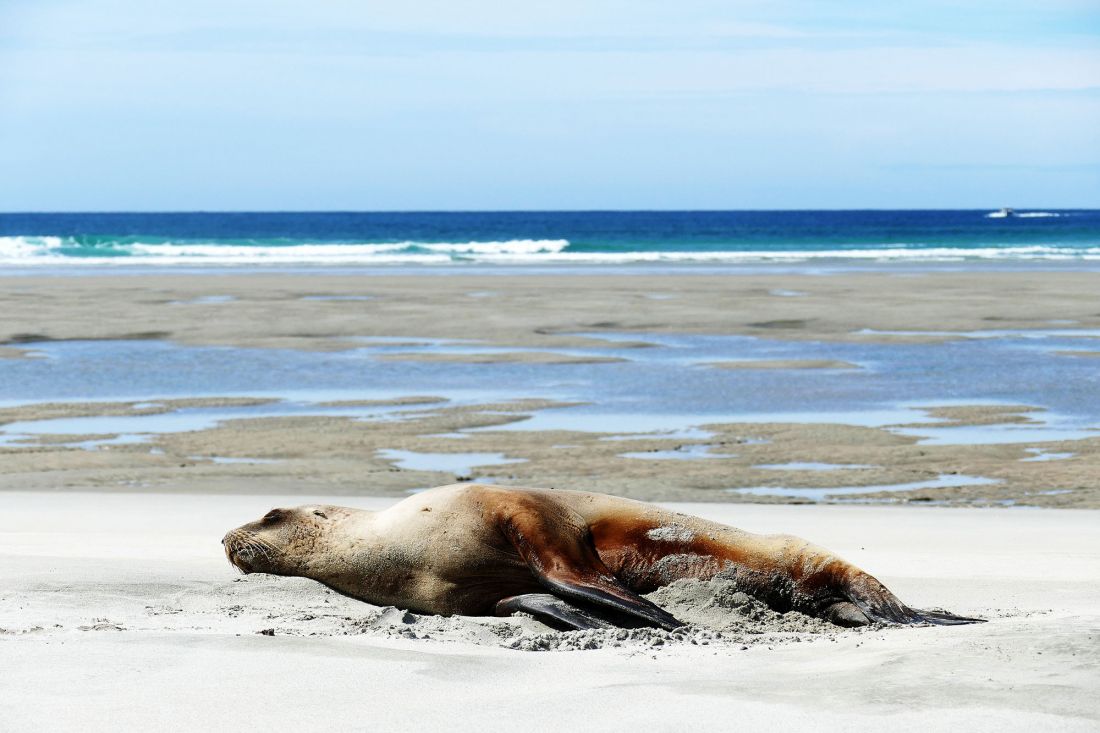 Ein Seelöwe liegt an einem Sandstrand in der Nähe des Wassers. Im Hintergrund sind seichte Gezeitentümpel und Wellen unter blauem Himmel zu sehen.