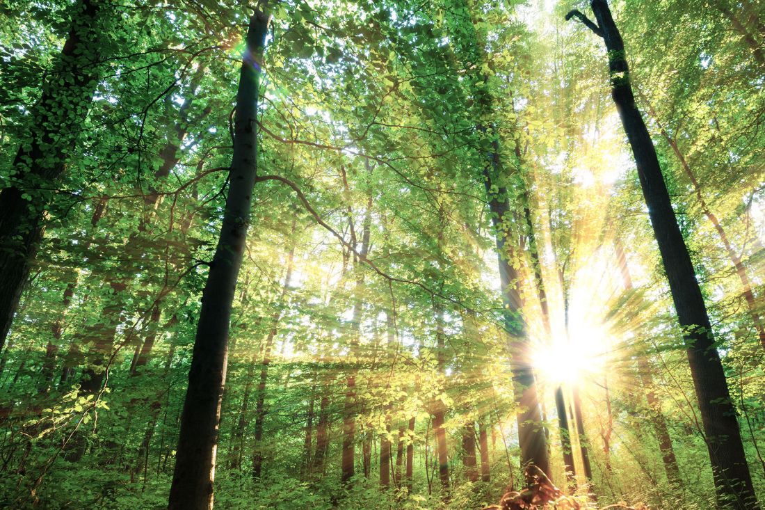 Das Sonnenlicht strömt durch die hohen Bäume in einem üppig grünen Wald, wirft helle Strahlen und schafft eine friedliche, lebendige Atmosphäre mit dichtem Blattwerk und gedämpftem Licht auf dem Waldboden.